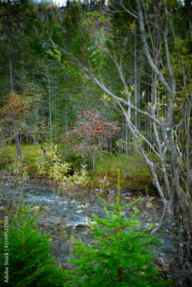 Fototapeta premium Slender Tree with Clusters of Vibrant Red Berries Near Forest Stream in Switzerland