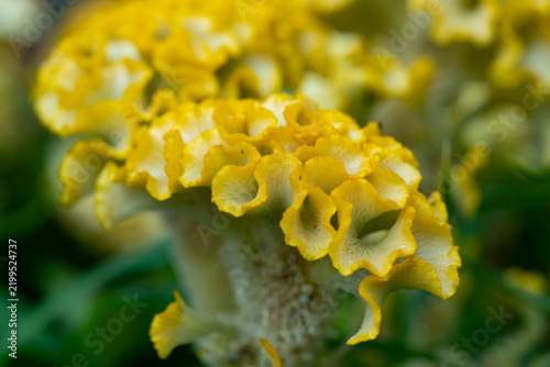 Obraz na płótnie Yellow foliose lichen forms textured ruffles across a branch