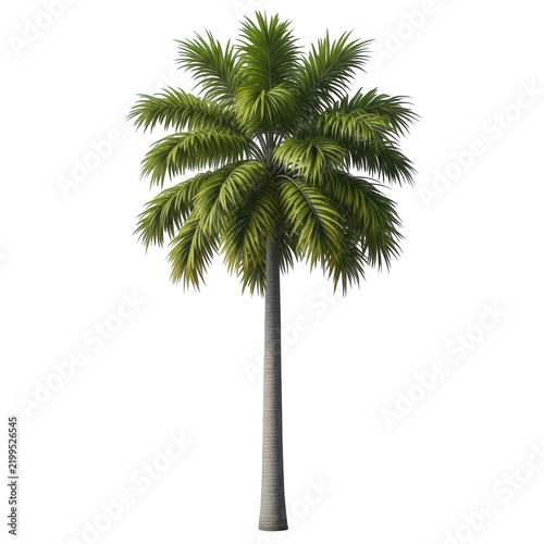Tropical palm tree