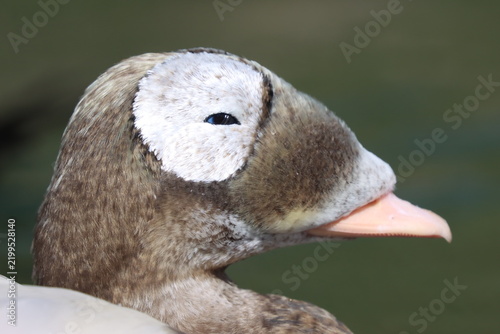 Spectacled Eider Duck ale (Somateria fischeri) up close 