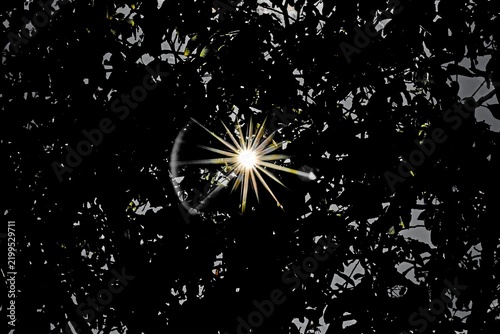 Fotografie Abstract dramatic view of bright sunstar starburst and green lens flare bursting through dark silhouette of dense tree leaves