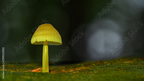 The Golden Lantern of the Forest