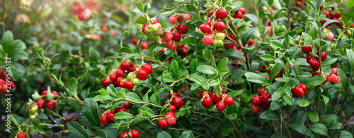Ripe lingonberries (Vaccinium vitis-idaea) banner.  Red, ripe  foxberry hang from the branches in a wild forest in autumn.