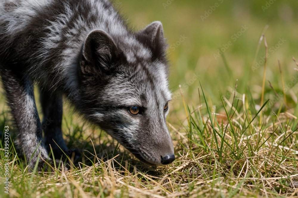 Fototapeta premium Arctic fox in summer grassy terrain, shedding winter coat. Small mammal hunts or sniffs ground, curious wild animal with dark fur markings. Norway fauna in natural habitat.