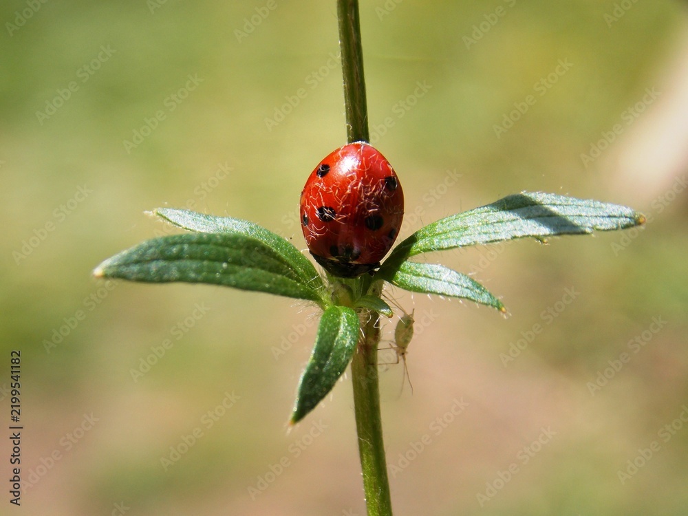 Fototapeta premium red ladybug on a plant