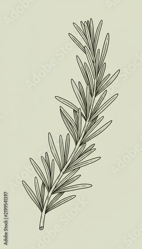 Finely outlined rosemary brings the character of a traditional herbarium illustration