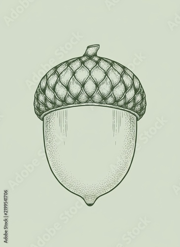 A finely shaded acorn recalls a treasured specimen from an old herbarium