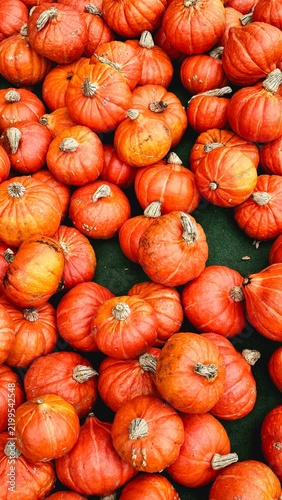 Fotografía Orange Kürbisse von oben als herbstlicher Hintergrund, saisonales Ernte- und Hal