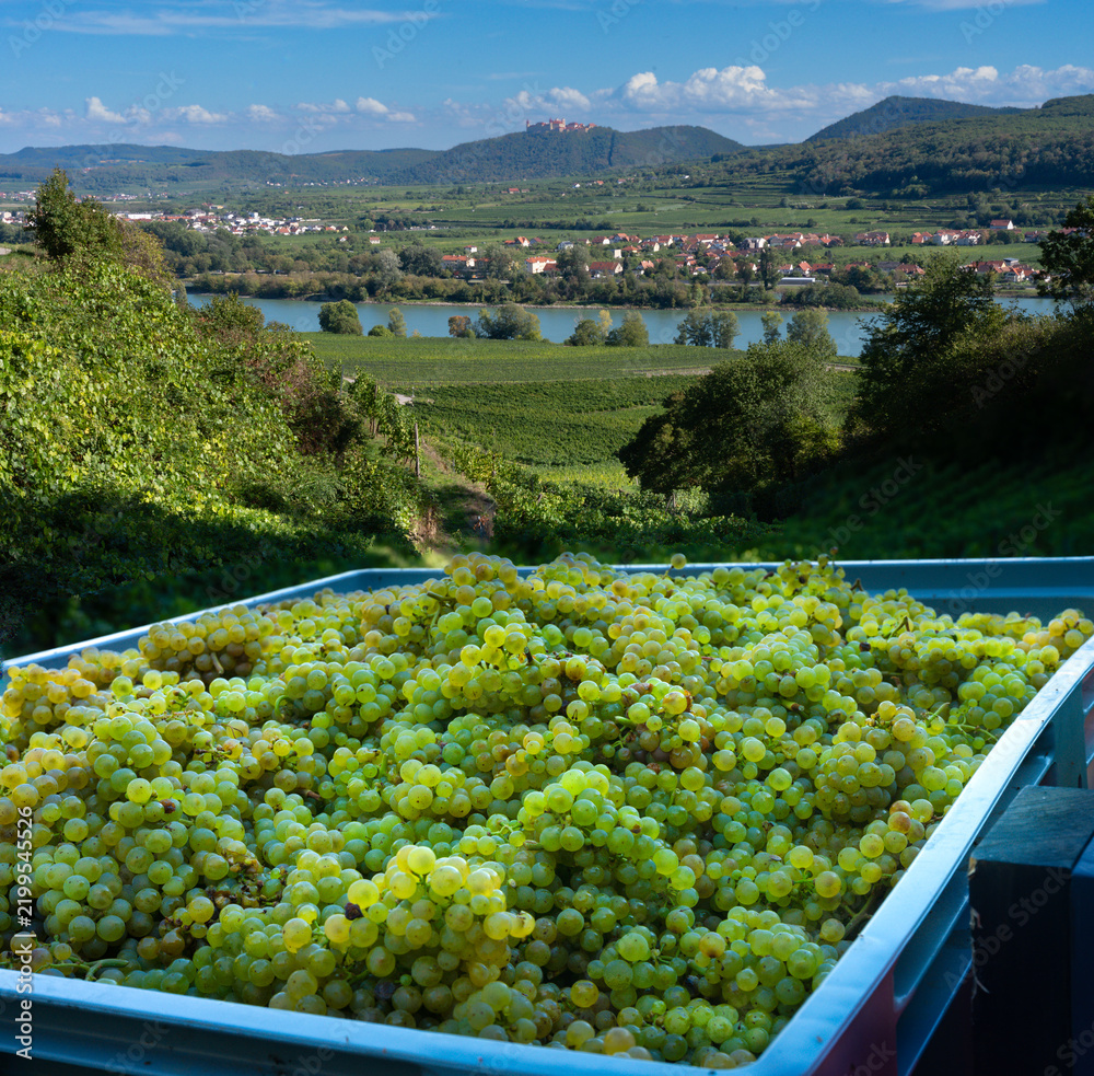 Obraz premium Freshly harvested white wine grapes in crate with scenic Wachau valley and Gottweig Abbey in background