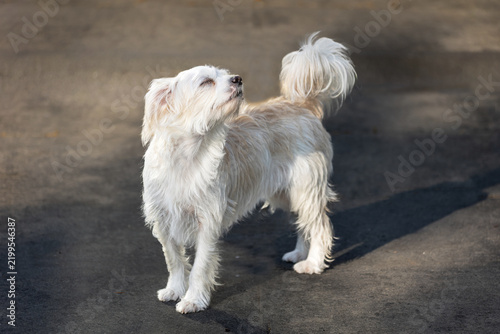 white dog