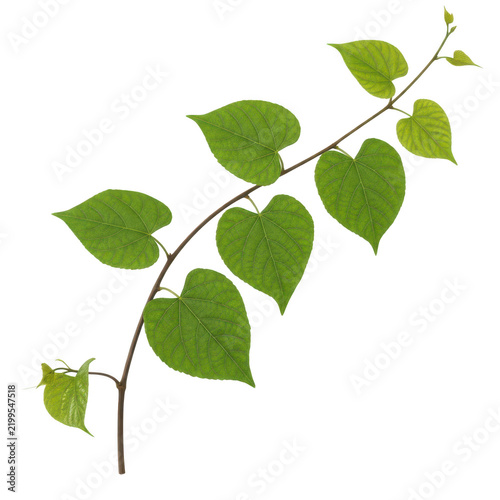Fresh green leafy branch