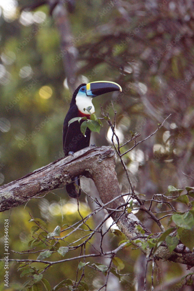 Fototapeta premium White-throated toucan (Ramphastos tucanus) perched in a tree in the Cuyabeno Wildlife Reserve, outside of Lago Agrio, Ecuador