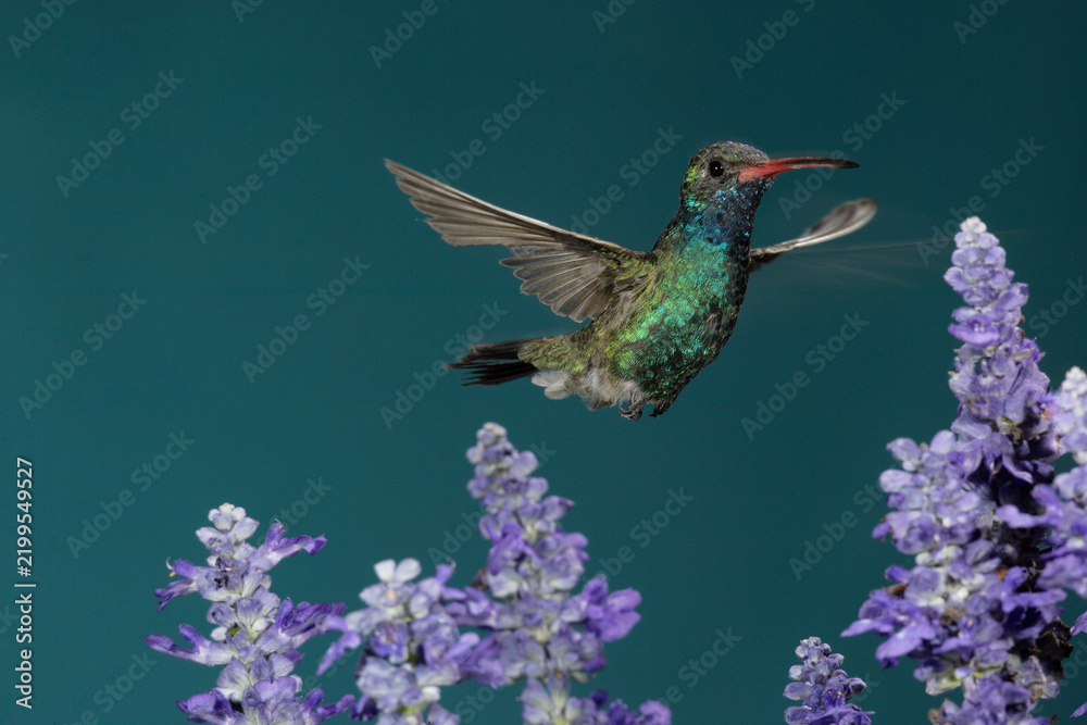 Fototapeta premium Broad-billed hummingbird hovering near some flowers
