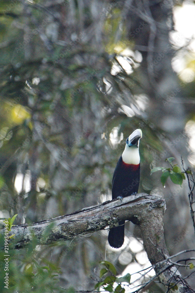 Fototapeta premium White-throated toucan (Ramphastos tucanus) perched in a tree in the Cuyabeno Wildlife Reserve, outside of Lago Agrio, Ecuador