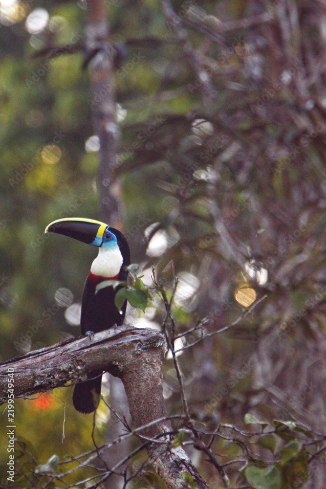 Obraz premium White-throated toucan (Ramphastos tucanus) perched in a tree in the Cuyabeno Wildlife Reserve, outside of Lago Agrio, Ecuador
