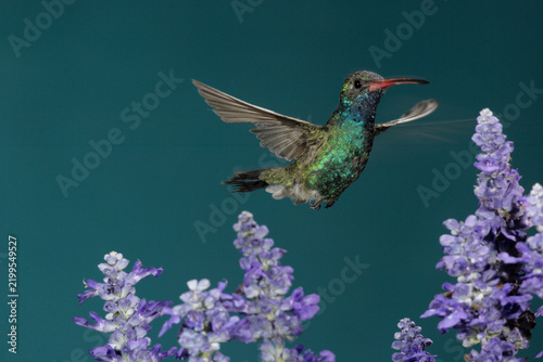 Obraz na plátně Broad-billed hummingbird hovering near some flowers
