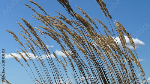 Classic Stalks of Wheatgrass in Golden Light
