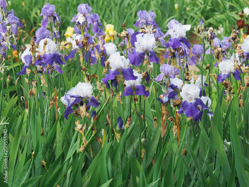 Purple white iris flower, Royal bearded iris