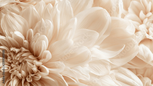 Soft Cream and Beige Floral Petal Texture Background for Autumn Wallpaper, Branding and Elegant Design Concepts