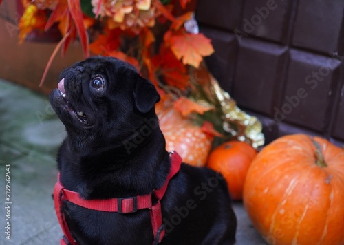 Funny black pug licking lips in red harness near pumpkins and autumn decor on street. Pet care, harvest festival and Halloween concept. Adorable dog enjoying fall walk with seasonal mood.