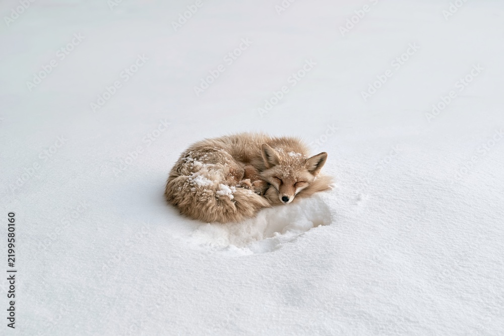 Fototapeta premium Fox sleeping curled in a ball on open snow, a peaceful animal with fluffy fur and powder crust for wildlife and winter nature stories