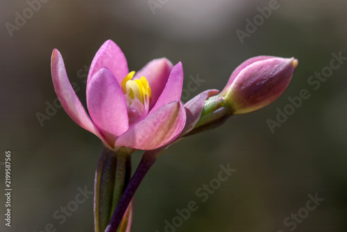 Australian Pink Sun Orchid in flower