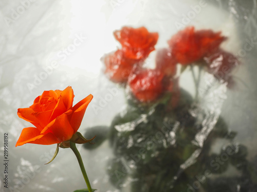 Single vibrant orange rose in focus, soft blurred red roses behind. Rain droplets on glass surface create dreamy, romantic atmosphere. Perfect for wedding, love, or emotional moments