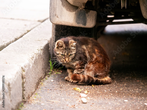 Photography Small tabby cat sits under car near curb