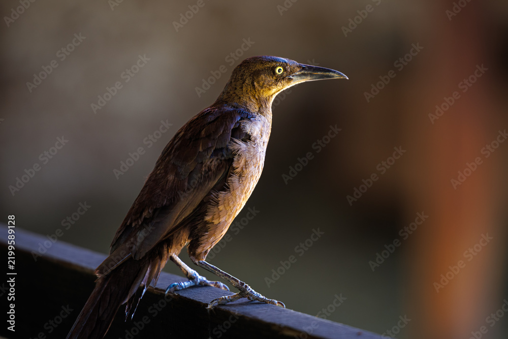 Fototapeta premium A great-tailed grackle or Mexican grackle (Quiscalus mexicanus)