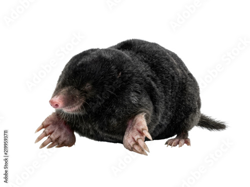 European Mole Isolated On White
