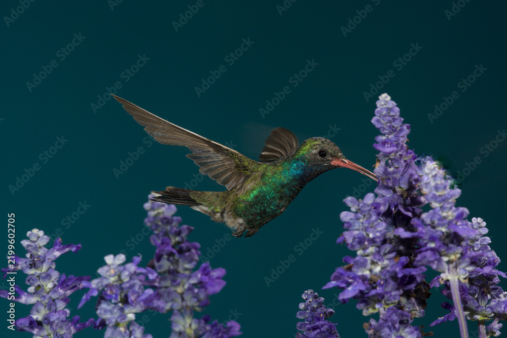 Obraz premium Broad-billed hummingbird feeding on a purple flower