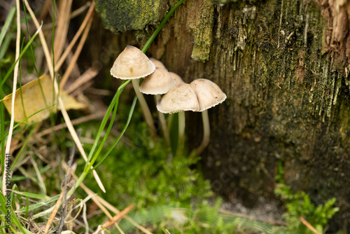 Small White Mushrooms Growing Among Forest Moss And Grass. Delicate Closeup Nature Photography. Natural Woodland Background