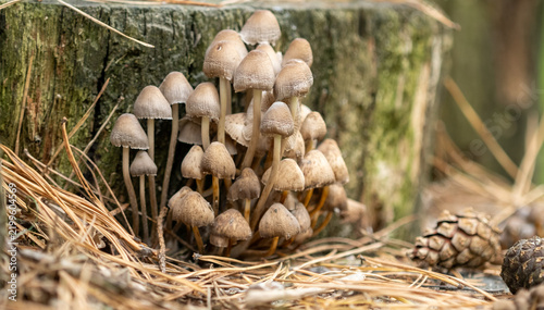 Wild Mushroom Cluster Growing Densely On An Old Tree Stump. Closeup Forest Nature Photography. Natural Woodland Background