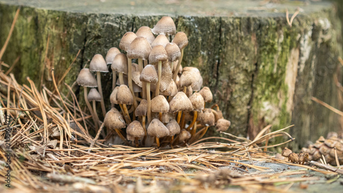 Dense Cluster Of Wild Mushrooms Growing On A Forest Tree Stump. Closeup Nature Photography With Natural Texture. Autumn Forest Scene