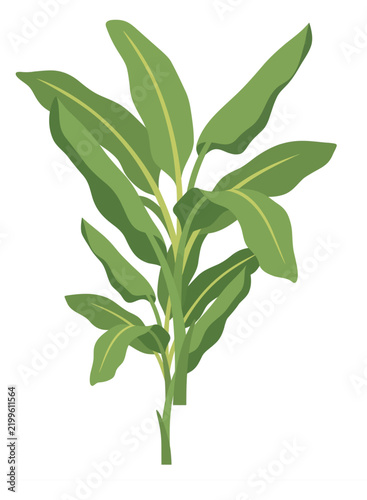 Green Sage Herb Plant Vector Illustration