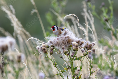 Adult European goldfinch feeding on thistle