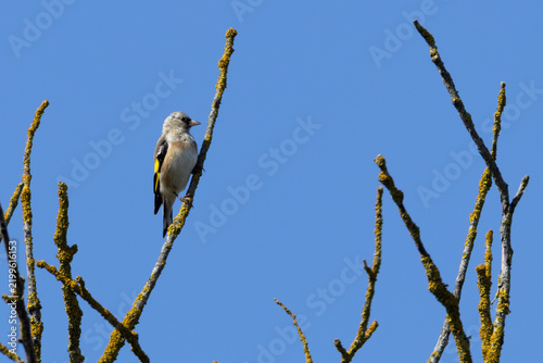 Photography Juvenile European goldfinch on a branch