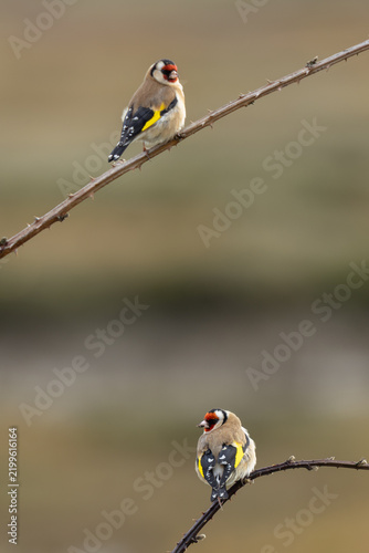 Photography Two adult European goldfinches on a bramble