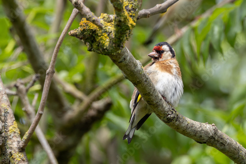 Photography Moulting European goldfinch on a branch