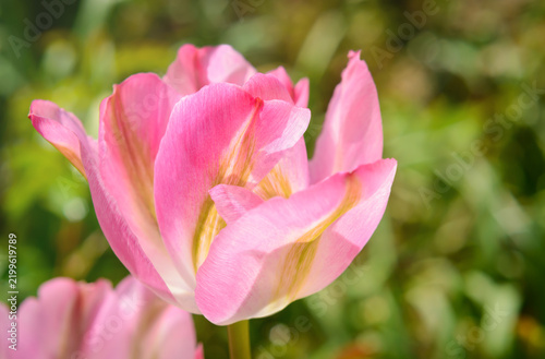 Soft Light Pink Tulip Petal Close Up with Green Background