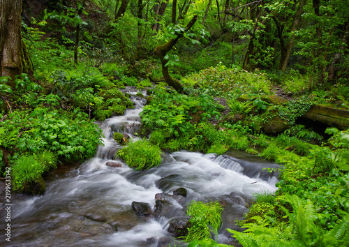Water flows over rocks in lush forest in green mountains in rain