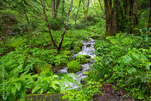 Water in mountain stream flows through lush green forest ferns