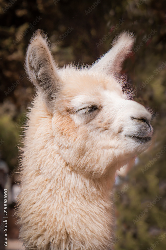 Obraz premium Close-up portrait of a fluffy white alpaca llama with eyes closed and peaceful expression, smiling. Cute farm animal in nature, serene and calm concept, side profile view.