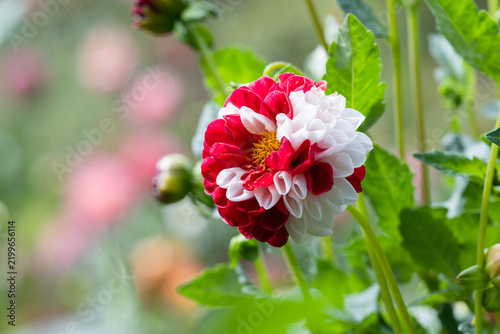 Obraz na płótnie Close up of a unique bicolor Dahlia York and Lancaster flower with red and white split petals blooming outdoors on a blurry natural green background