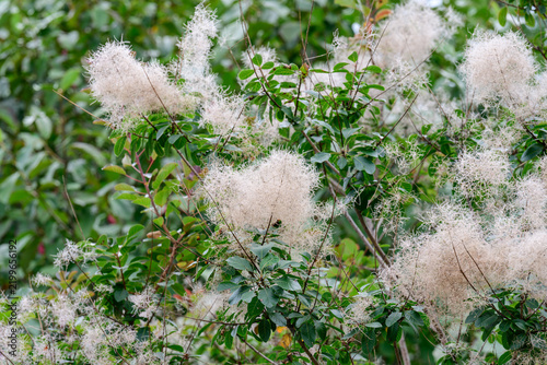 Close up of fluffy white plume like flower panicles on a lush green branch of Cotinus coggygria tree blooming in a botanical garden in late summer.