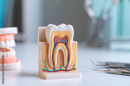 Cross Section Model Of Human Tooth Anatomy Displayed On Dentist Table With Tools