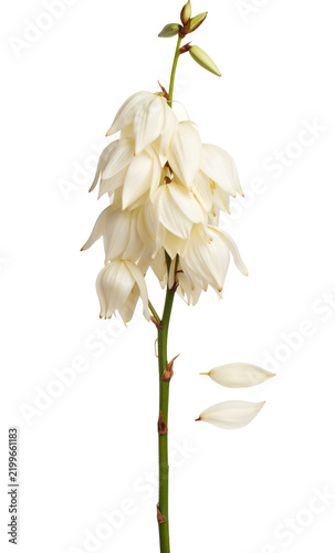 Elegant White Orchid Flower with Blooming Petals.
