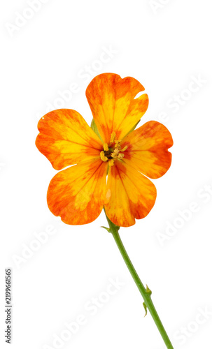 Bright Orange Flower with Green Stem Isolated on White Background.
