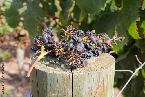 Fotografie Harvested Grapes on a Wooden Post