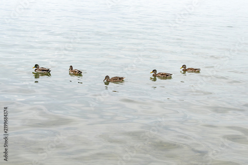 Mallard Ducks Floating on Lake Ontario on a Cloudy Day